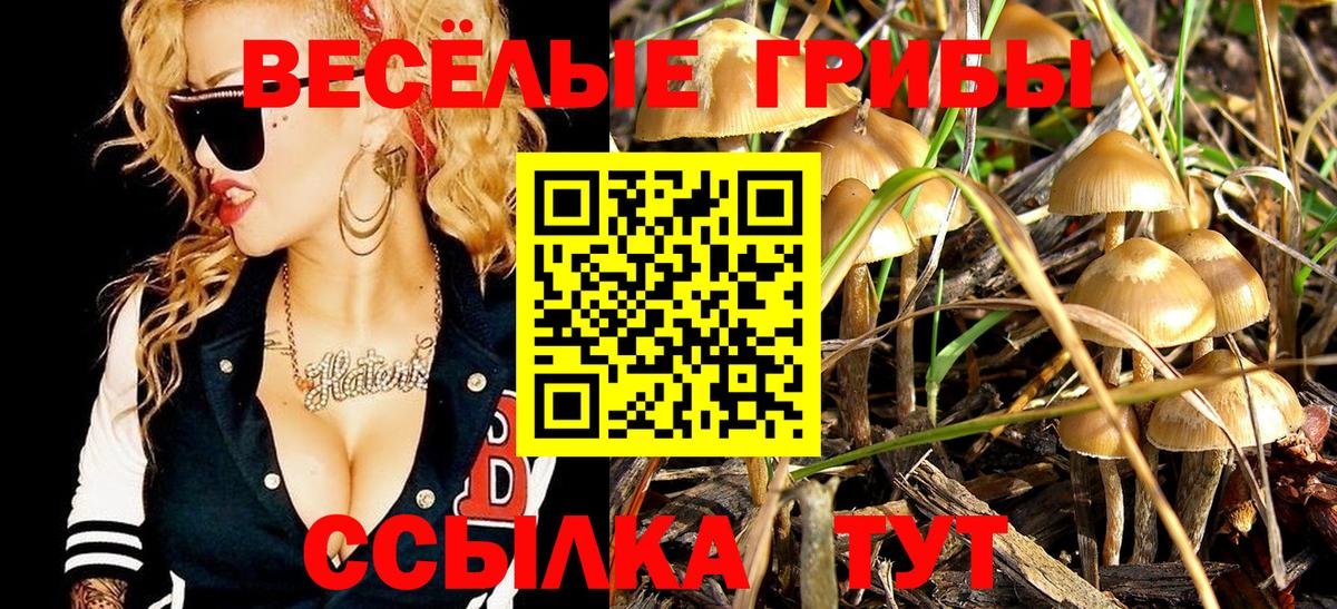 Асино  Псилоцибиновые грибы Cubensis  Вход с VPN 